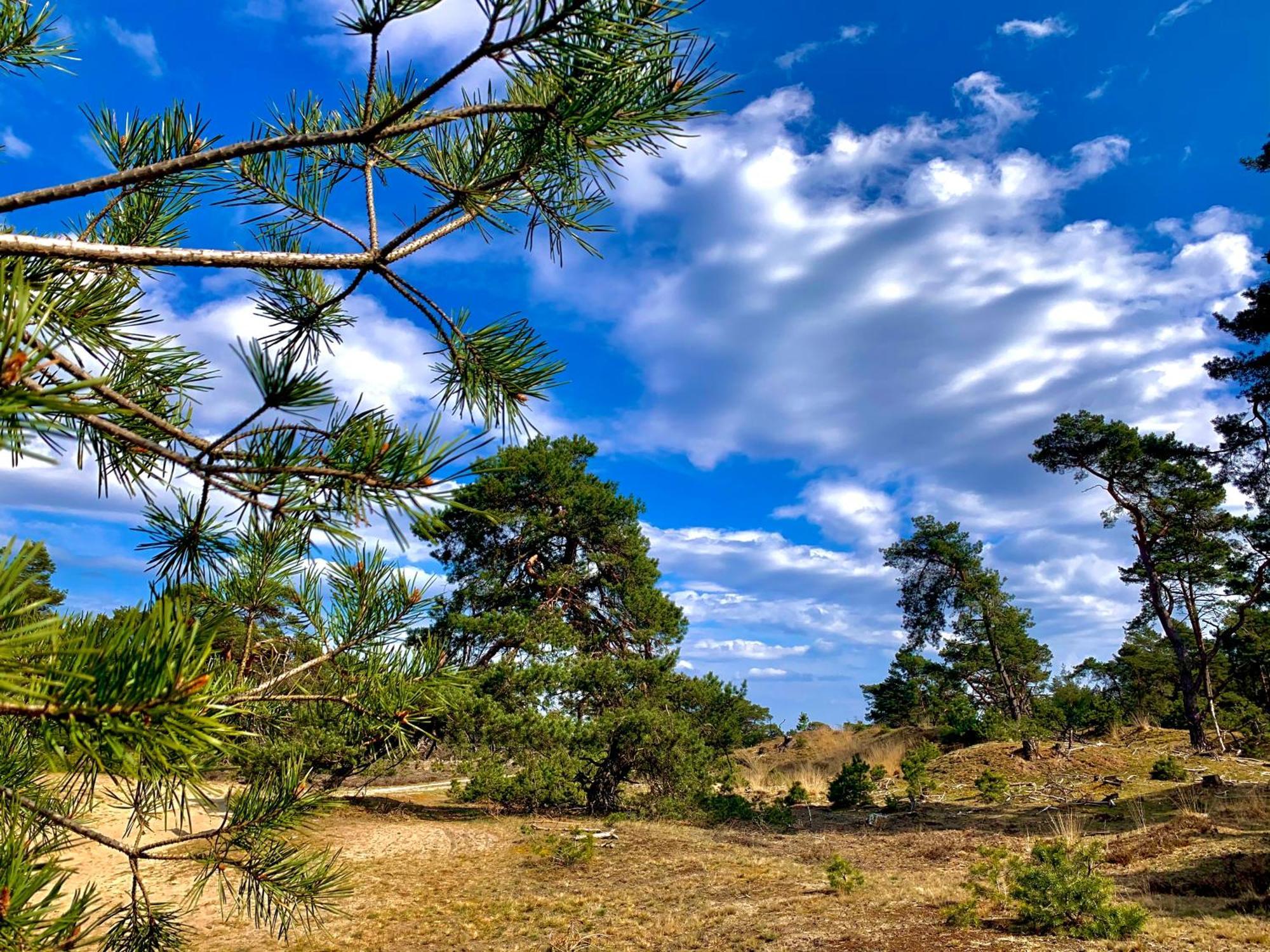 Rode Bosuil: Thuiskomen Op De Veluwe! 欧特罗 外观 照片